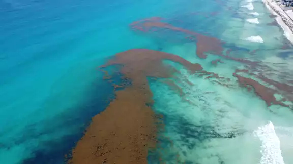 Esta floración sin precedente es generada por el aumento de la temperatura del océano, uso de fertilizantes agrícolas y descargas fluviales, dijeron expertos de la USF y la UNAM Esta floración sin precedente es generada por el aumento de la temperatura del océano, uso de fertilizantes agrícolas y descargas fluviales, dijeron expertos de la USF y la UNAM