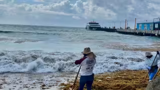 El sargazo se convirtió en un grave problema que afecta a las playas de la entidad.