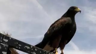 Águilas de harris, las guardianas del Aeropuerto Internacional de Mérida 