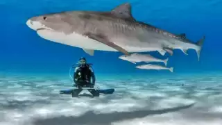 Playa del Carmen recibe a hembras de tiburón “Toro”