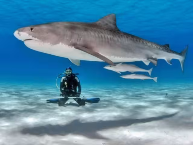 Playa del Carmen recibe a hembras de tiburón “Toro” durante el mes de noviembre.