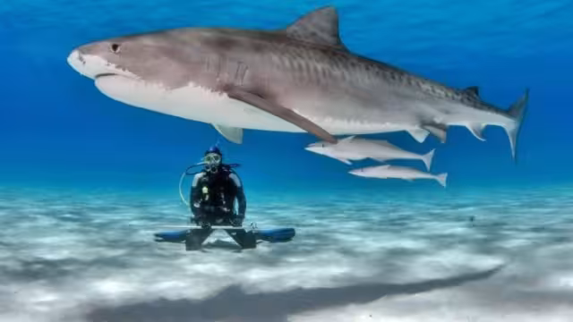 Playa del Carmen recibe a hembras de tiburón “Toro” durante el mes de noviembre.