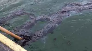  Fugas de crudo en la Sonda de Campeche evidencia falta de supervisión de PEMEX   