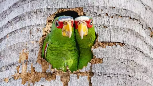 En algunos sitios del centro histórico y en la zona norte, se reporta mayor actividad de loros