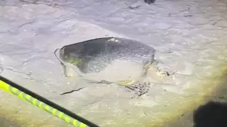Resguardan a tortuga que se encontraba desovando en calles del Chelem 
