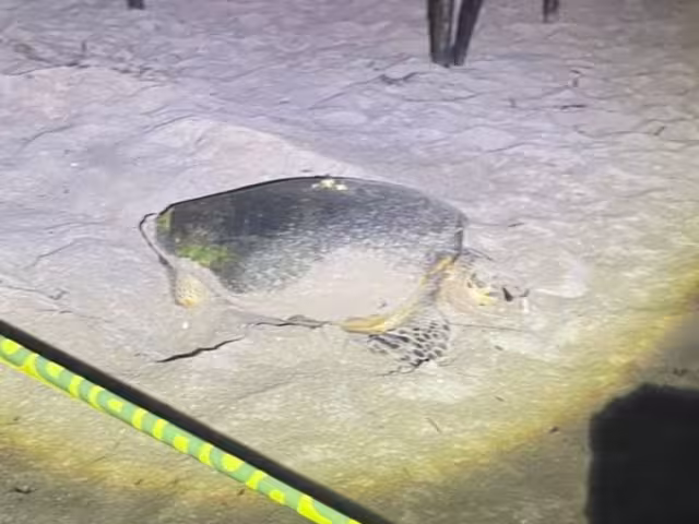 El ejemplar se encontraba desovando a la altura de la calle 15 por 16 de la comisaría de Chelem