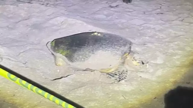 El ejemplar se encontraba desovando a la altura de la calle 15 por 16 de la comisaría de Chelem