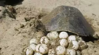 Playa Bonita recibe el primer nido de tortuga marina de la temporada en Campeche