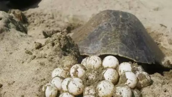 En la temporada 2025 de anidación de tortugas marinas, se proyectan 8,750 nidos