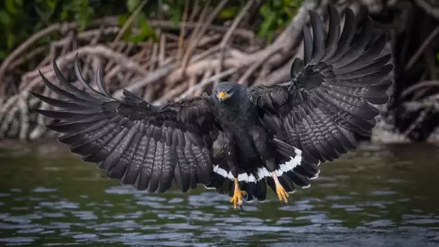 Al interior de Mérida existen cuatro registros de la especie de acuerdo con la plataforma Naturalista