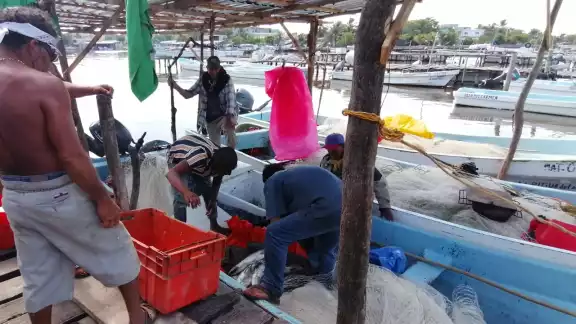 El sector genera producciones desde 50 mil toneladas de escama El sector genera producciones desde 50 mil toneladas de escama