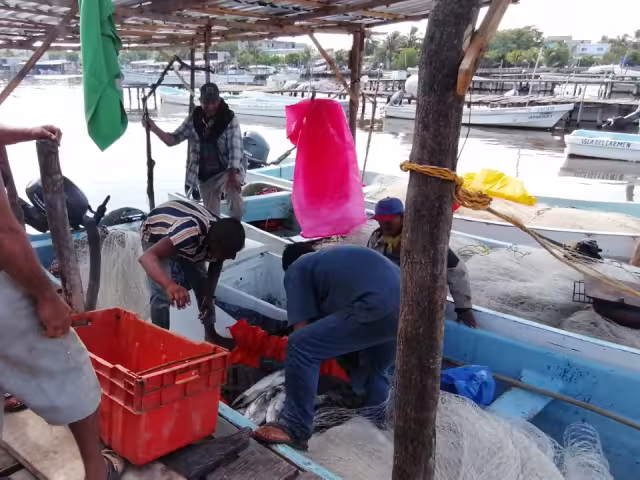 El sector genera producciones desde 50 mil toneladas de escama