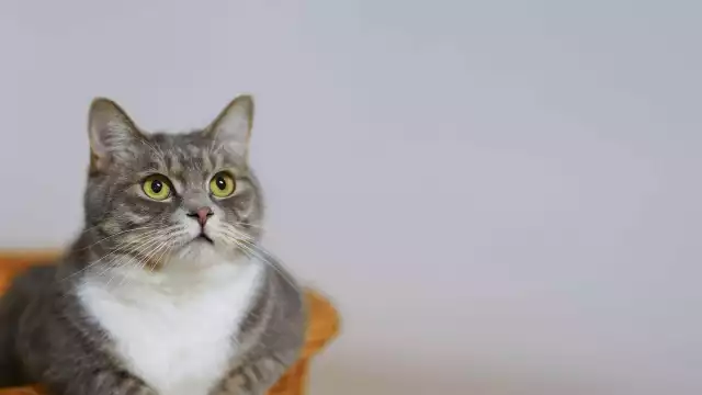 Estas son las mejores marcas de croquetas para gato, según la Profeco