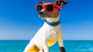 Calor y playa en Campeche; sigue estas recomendaciones para cuidar a tus lomitos