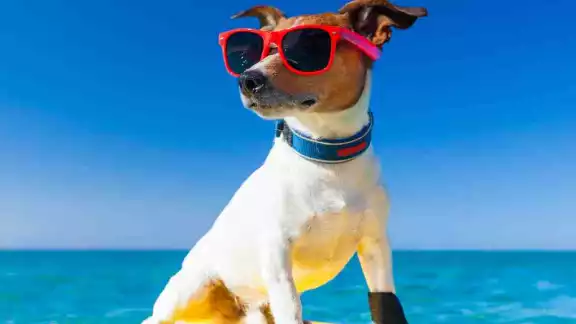 Protege a tu mejor amigo: guía para llevar a tu perrito a la playa en Campeche
