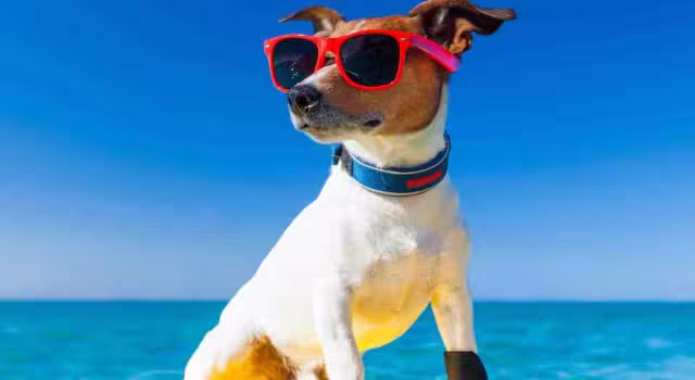 Protege a tu mejor amigo: guía para llevar a tu perrito a la playa en Campeche