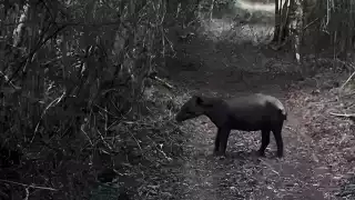  Liberan a tapir en la Biósfera de Calakmul luego de ser rescatado en Chetumal
