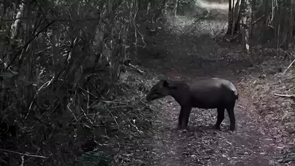 Profepa liberó un tapir juvenil macho en la Biósfera de Calakmul tras ser rescatado herido en Chetumal. Profepa liberó un tapir juvenil macho en la Biósfera de Calakmul tras ser rescatado herido en Chetumal.