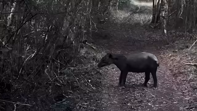 Profepa liberó un tapir juvenil macho en la Biósfera de Calakmul tras ser rescatado herido en Chetumal.