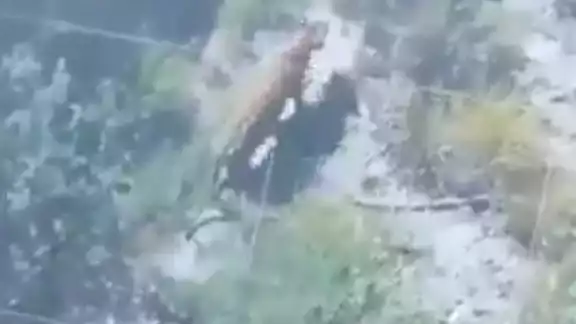 Un dron pudo rastrear la ubicación del felino Un dron pudo rastrear la ubicación del felino