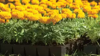  Comienza la venta de flor de Cempasúchil    por Día de Muertos en Champotón