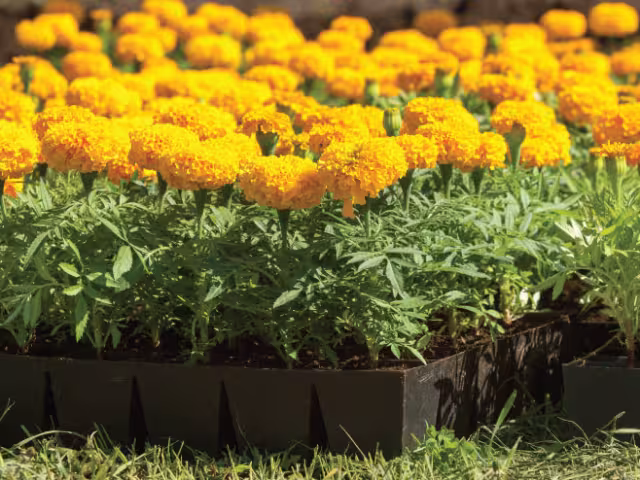 Comerciantes esperan amplia demanda por parte de la ciudadanía