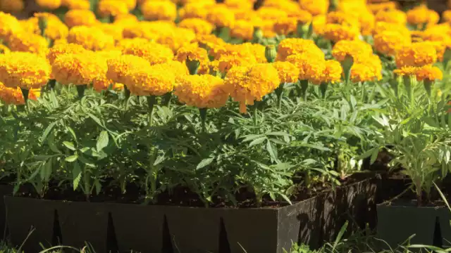 Comerciantes esperan amplia demanda por parte de la ciudadanía