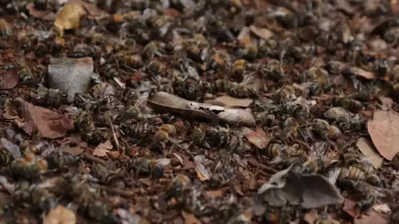 Problemas de deforestación y uso de agroquímicos agravan la situación. Problemas de deforestación y uso de agroquímicos agravan la situación.