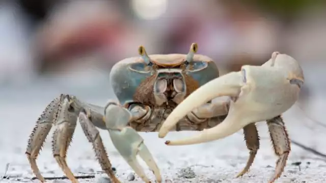 Además se dio a conocer presencia de basura en los alrededores de los nidos, lo que representa una amenaza adicional