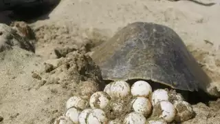 Rescatan 152 huevos de tortuga carey en Tierra y Libertad, Ciudad del Carmen