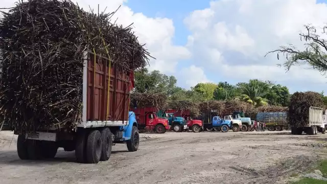 Cañeros buscan mano de obra para zafra 2024-2025.