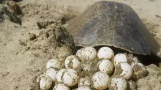 En Campeche, más de 4 mil nidos de tortuga se salvan sin apoyo 