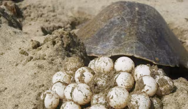 Las asociaciones civiles solicitaron una cuatrimoto para monitorear