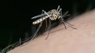 Yucatán vuelve a registrar una muerte por probable dengue tras seis semanas sin reportes