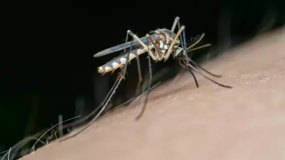 El silencio epidemiológico se rompió en agosto, cuando Yucatán reportó una defunción bajo sospecha de dengue en la semana 34 El silencio epidemiológico se rompió en agosto, cuando Yucatán reportó una defunción bajo sospecha de dengue en la semana 34