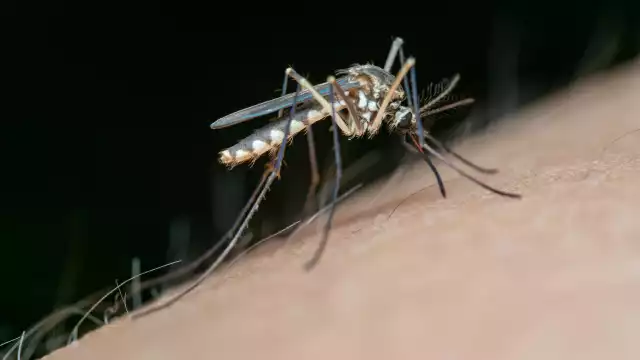 El silencio epidemiológico se rompió en agosto, cuando Yucatán reportó una defunción bajo sospecha de dengue en la semana 34