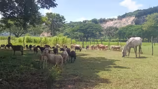 Calentamiento global, problema que enfrentan ganaderos