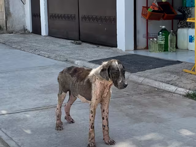 Autoridades necesitan tomar medidas adecuadas para lidiar con los caninos.