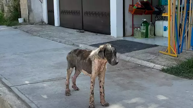 Autoridades necesitan tomar medidas adecuadas para lidiar con los caninos.