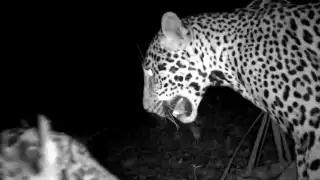 Captan jaguares, pumas y venados cerca de Chichén Itzá: así funciona el monitoreo de fauna del INAH  