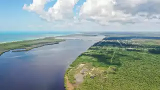  Reforestación en Sabancuy: Más de 200 mil árboles de mangle serán plantados  