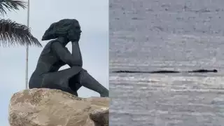 Captan a cocodrilo nadando cerca del Malecón de Campeche