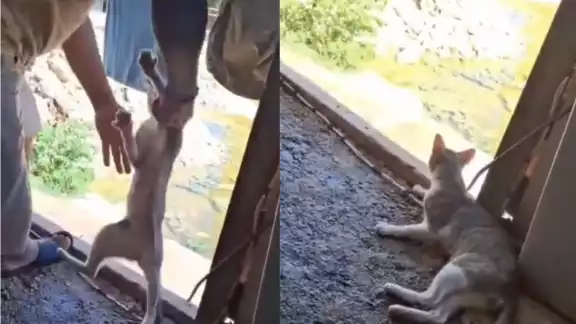 La violencia contra el felino  encendió una ola de condenas que  se ha extendido tanto en la comu nidad como en organizaciones de fensoras de animales