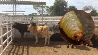 Alerta sanitaria por gusano barrenador; Bacalar y Chetumal con más casos