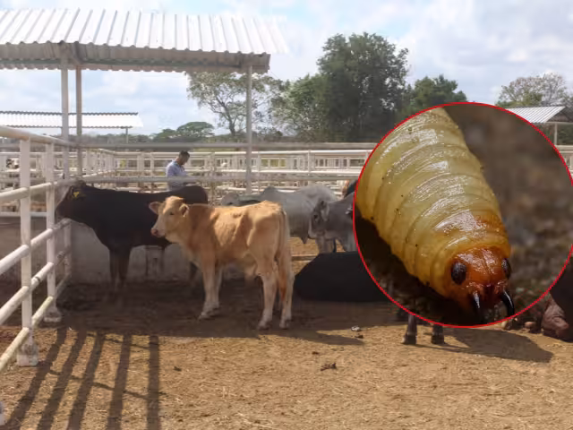 Además de afectar al ganado bovino, también ha comenzado a impactar a equinos, porcinos y recientemente a animales domésticos