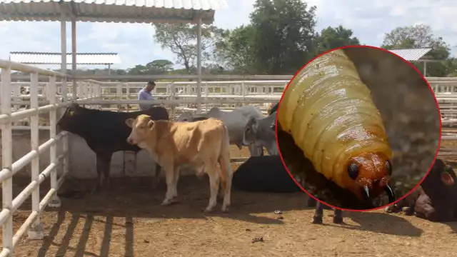 Además de afectar al ganado bovino, también ha comenzado a impactar a equinos, porcinos y recientemente a animales domésticos