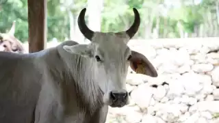 Yucatán registra 67 nuevos casos de gusano barrenador en la última semana: Suman 548  