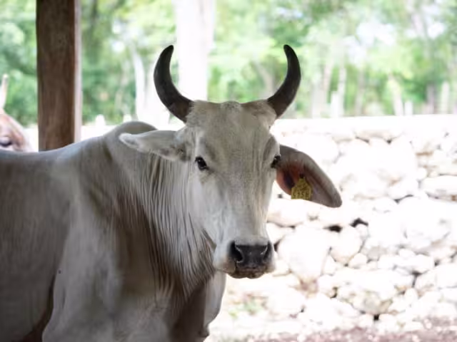 La institución recordó que cualquier animal de sangre caliente puede ser afectado si no se atienden a tiempo las heridas