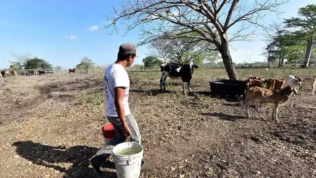 La temporada de estiaje puede ser perjudicial para quienes se dedican a la cría del hato ganadero.