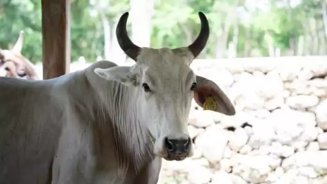 La institución recordó que cualquier animal de sangre caliente puede ser afectado si no se atienden a tiempo las heridas